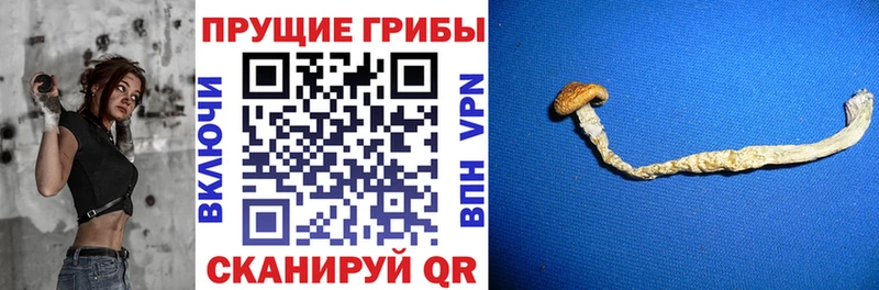 Галлюциногенные грибы Psilocybe  наркота  Бугульма 